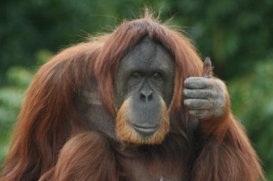 thumbs-up-orangutan2